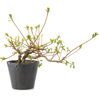 Rhododendron indicum Misaki, 11 cm, ± 5 ans