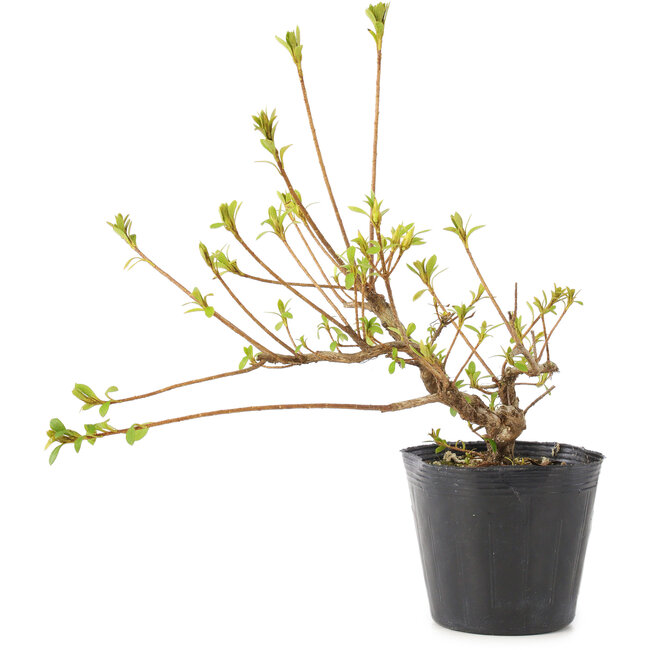 Rhododendron indicum Misaki, 11 cm, ± 5 ans