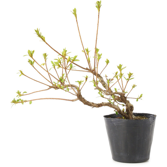 Rhododendron indicum Misaki, 11 cm, ± 5 Jahre alt