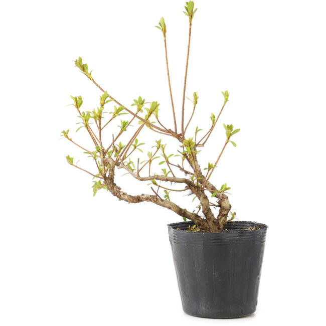 Rhododendron indicum Misaki, 11 cm, ± 5 years old