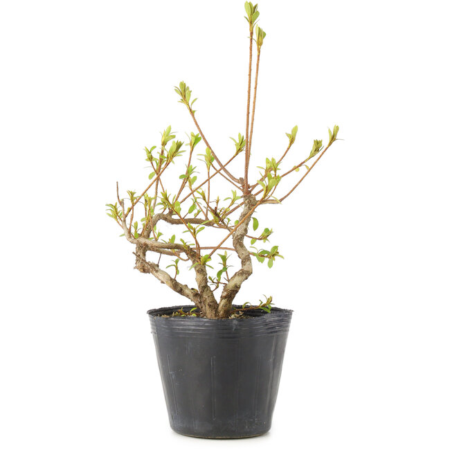 Rhododendron indicum Misaki, 11 cm, ± 5 ans