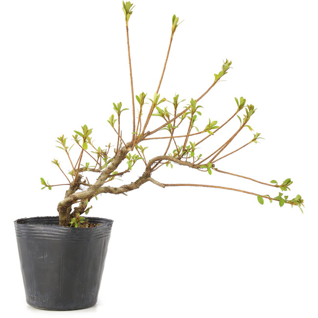 Rhododendron indicum Misaki, 11 cm, ± 5 Jahre alt