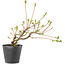 Rhododendron indicum Misaki, 11 cm, ± 5 jaar oud