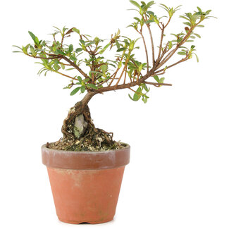 Rhododendron indicum, 16 cm, ± 5 Jahre alt