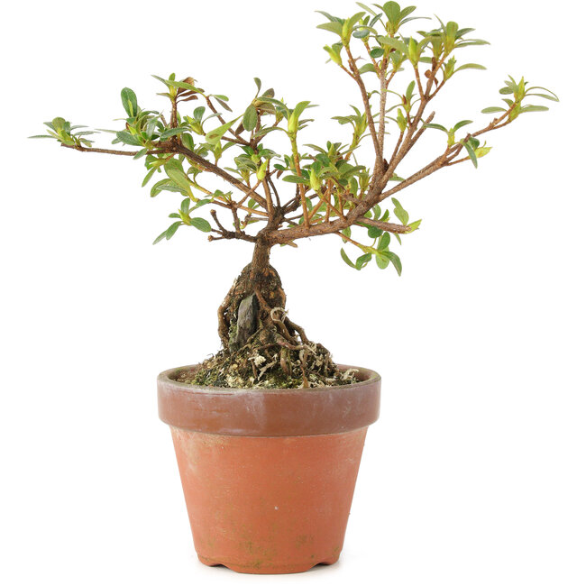 Rhododendron indicum, 16 cm, ± 5 years old