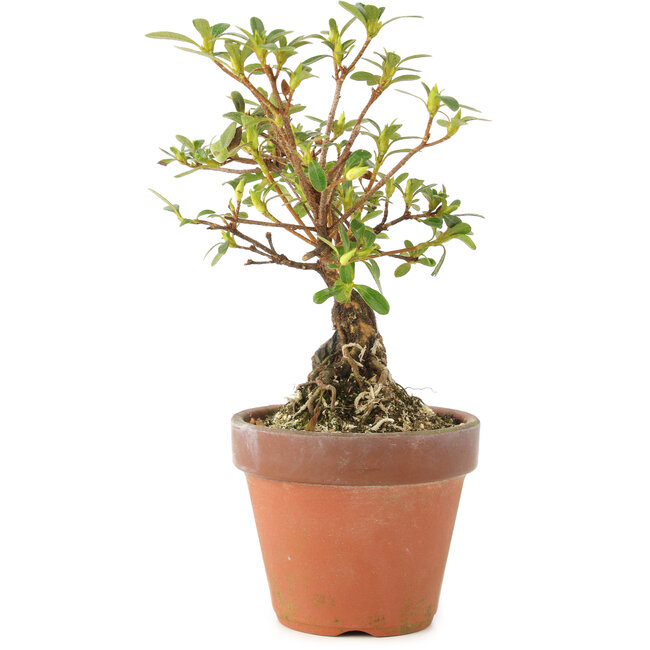 Rhododendron indicum, 16 cm, ± 5 years old