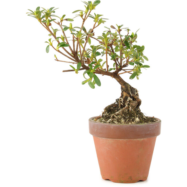 Rhododendron indicum, 16 cm, ± 5 jaar oud