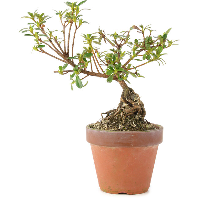 Rhododendron indicum, 16 cm, ± 5 ans