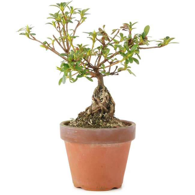 Rhododendron indicum, 16 cm, ± 5 anni