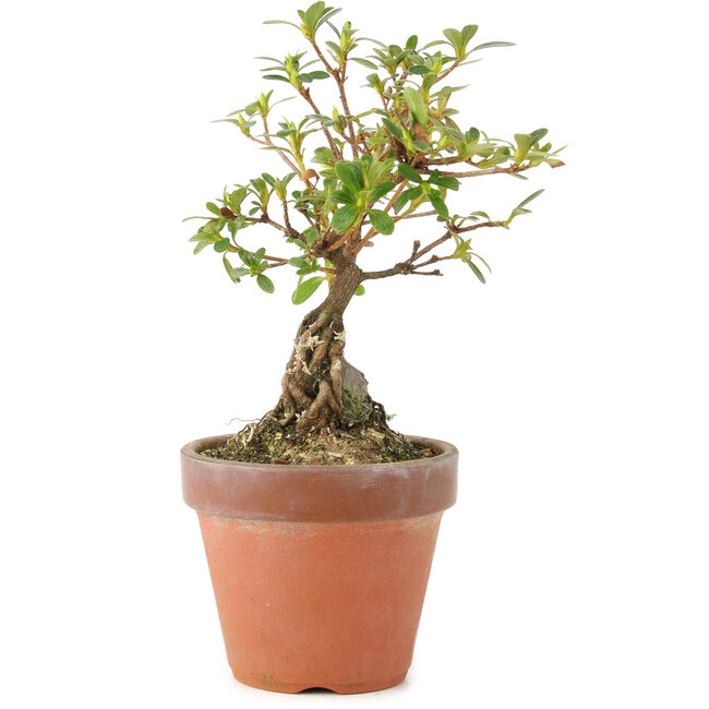 Rhododendron indicum, 16 cm, ± 5 ans