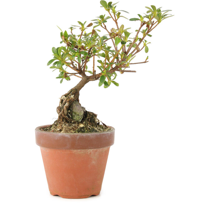 Rhododendron indicum, 16 cm, ± 5 years old