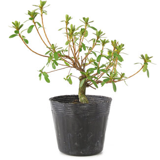 Rhododendron indicum Kotaro, 15 cm, ± 4 jaar oud