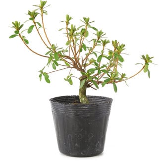 Stay Calm, Cool and Collected with Your Bonsai Tree - Thunderstruck Bonsai