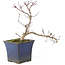 Acer palmatum Kyono-Ito, 22 cm, ± 8 Jahre alt