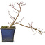 Acer palmatum Kyono-Ito, 22 cm, ± 8 Jahre alt