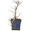 Acer palmatum Kyono-Ito, 22 cm, ± 8 años