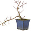 Acer palmatum Kyono-Ito, 22 cm, ± 8 años