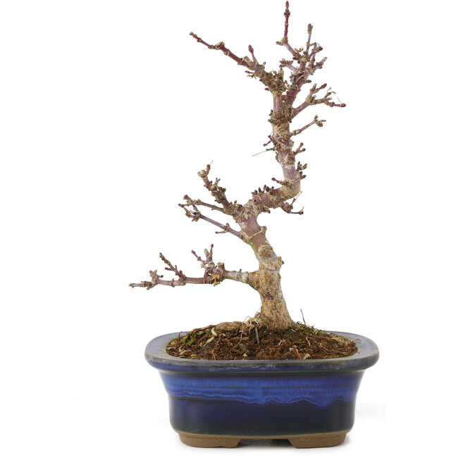 Acer palmatum Kotohime, 17 cm, ± 6 Jahre alt