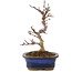 Acer palmatum Kotohime, 17 cm, ± 6 Jahre alt