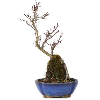 Acer palmatum Kotohime, 24 cm, ± 6 jaar oud