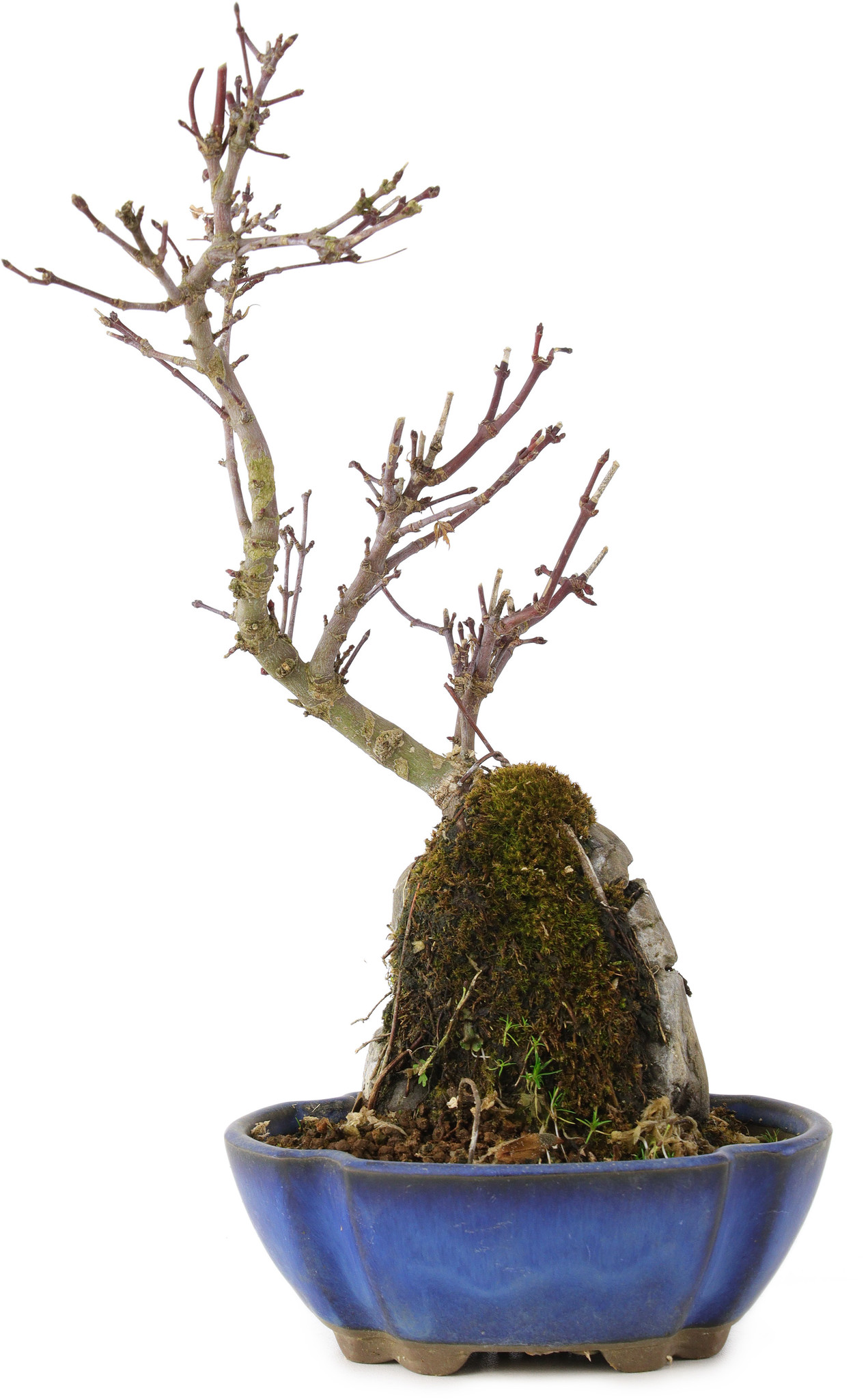 ikea bonsai schneiden Gestaltungs-Set Waldpflanzung