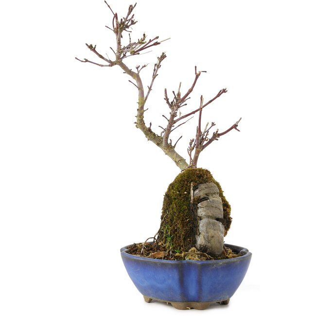 Acer palmatum Kotohime, 24 cm, ± 6 anni