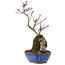 Acer palmatum Kotohime, 24 cm, ± 6 años