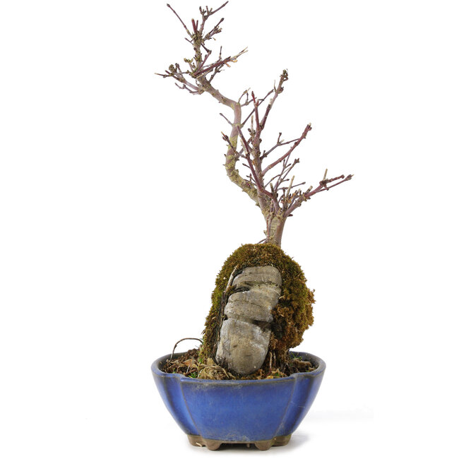 Acer palmatum Kotohime, 24 cm, ± 6 years old