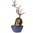Acer palmatum Kotohime, 24 cm, ± 6 jaar oud