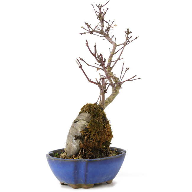 Acer palmatum Kotohime, 24 cm, ± 6 Jahre alt