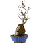Acer palmatum Kotohime, 24 cm, ± 6 years old