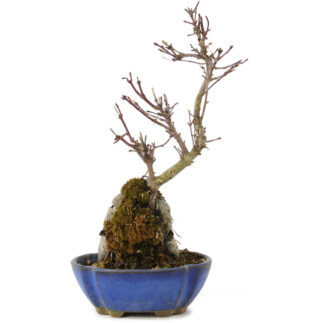 Acer palmatum Kotohime, 24 cm, ± 6 Jahre alt