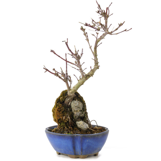 Acer palmatum Kotohime, 24 cm, ± 6 anni