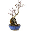 Acer palmatum Kotohime, 24 cm, ± 6 ans