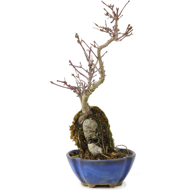 Acer palmatum Kotohime, 24 cm, ± 6 jaar oud