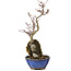 Acer palmatum Kotohime, 24 cm, ± 6 años