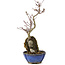 Acer palmatum Kotohime, 24 cm, ± 6 Jahre alt