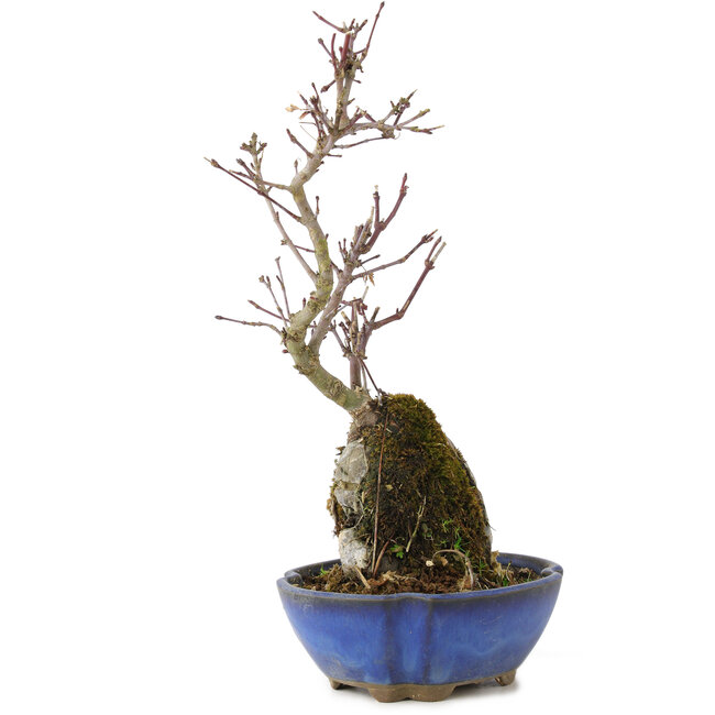Acer palmatum Kotohime, 24 cm, ± 6 jaar oud