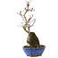 Acer palmatum Kotohime, 24 cm, ± 6 Jahre alt