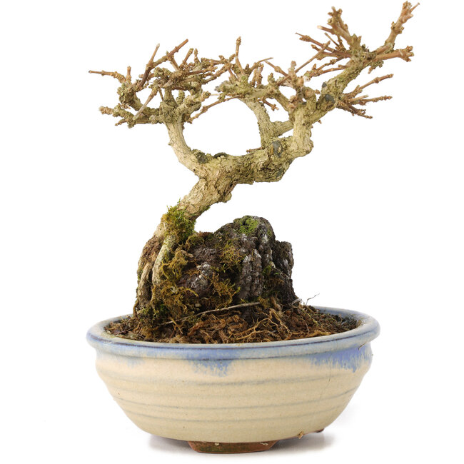 Premna japonica, 12 cm, ± 12 años