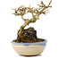 Premna japonica, 12 cm, ± 12 años