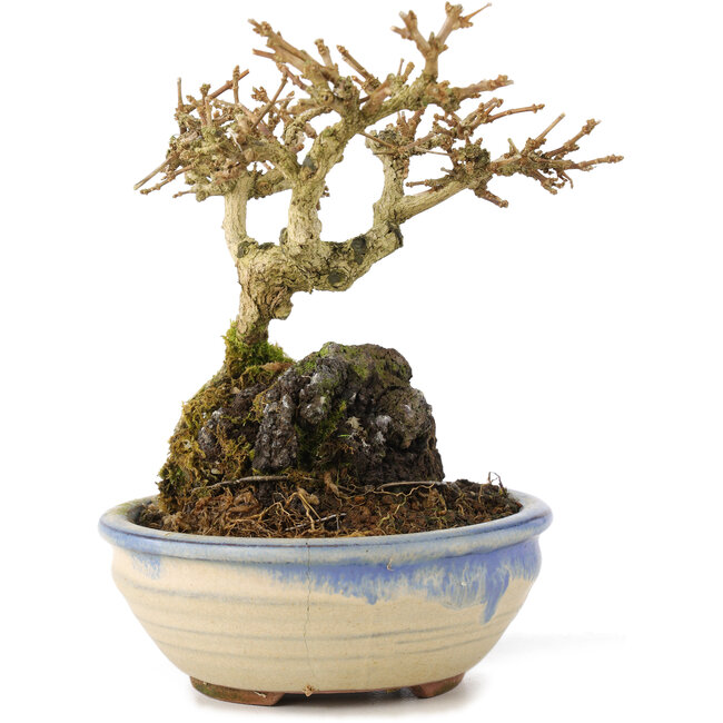 Premna japonica, 12 cm, ± 12 years old