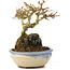 Premna japonica, 12 cm, ± 12 años