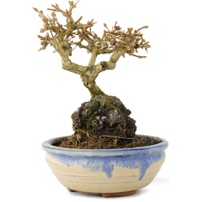 Premna japonica, 12 cm, ± 12 años