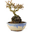 Premna japonica, 12 cm, ± 12 años