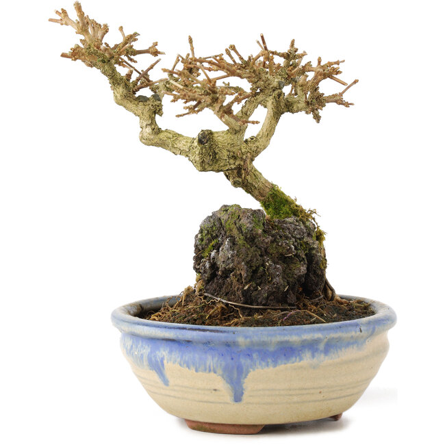 Premna japonica, 12 cm, ± 12 años