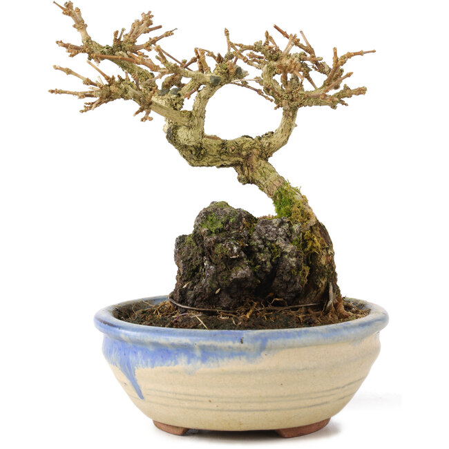 Premna japonica, 12 cm, ± 12 ans