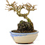 Premna japonica, 12 cm, ± 12 años