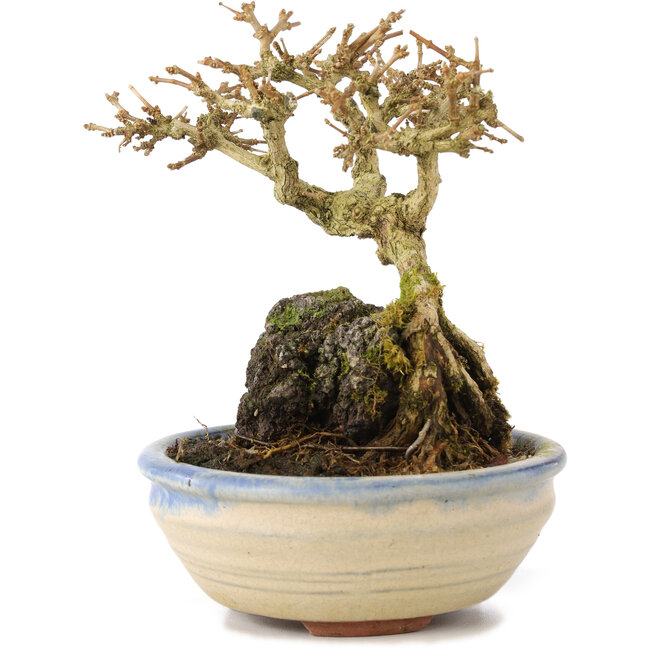 Premna japonica, 12 cm, ± 12 jaar oud