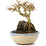 Premna japonica, 12 cm, ± 12 años